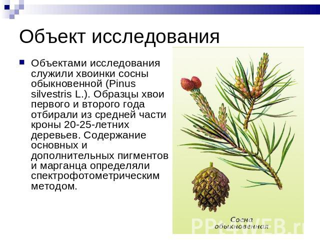 Объект исследования Объектами исследования служили хвоинки сосны обыкновенной (Pinus silvestris L.). Образцы хвои первого и второго года отбирали из средней части кроны 20-25-летних деревьев. Содержание основных и дополнительных пигментов и марганца…
