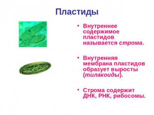 Пластиды Внутреннее содержимое пластидов называется строма.Внутренняя мембрана п