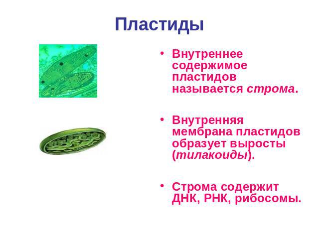 Пластиды Внутреннее содержимое пластидов называется строма.Внутренняя мембрана пластидов образует выросты (тилакоиды).Строма содержит ДНК, РНК, рибосомы.