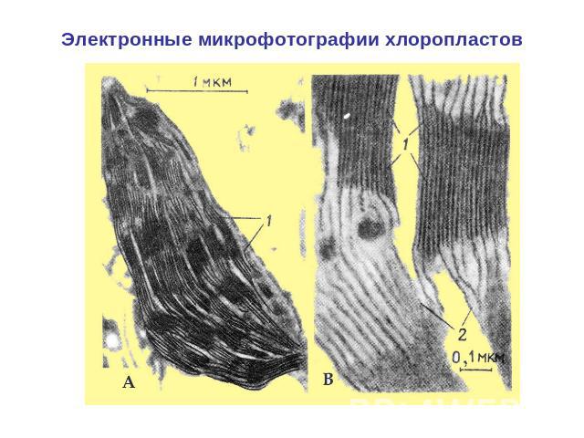 Электронные микрофотографии хлоропластов