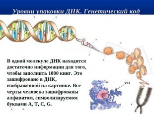 Уровни упаковки ДНК. Генетический код В одной молекуле ДНК находится достаточно