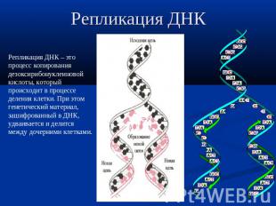 Репликация ДНК Репликация ДНК – это процесс копирования дезоксирибонуклеиновой к