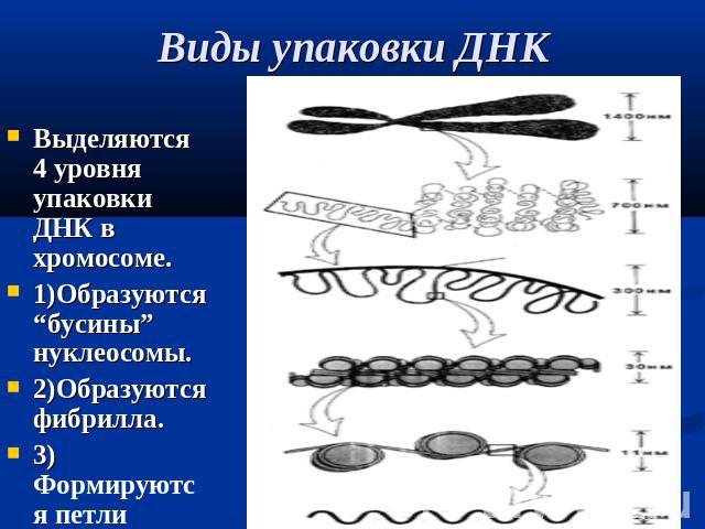 Виды упаковки ДНКВыделяются 4 уровня упаковки ДНК в хромосоме.1)Образуются “бусины” нуклеосомы.2)Образуются фибрилла.3) Формируются петли4) Хромосома
