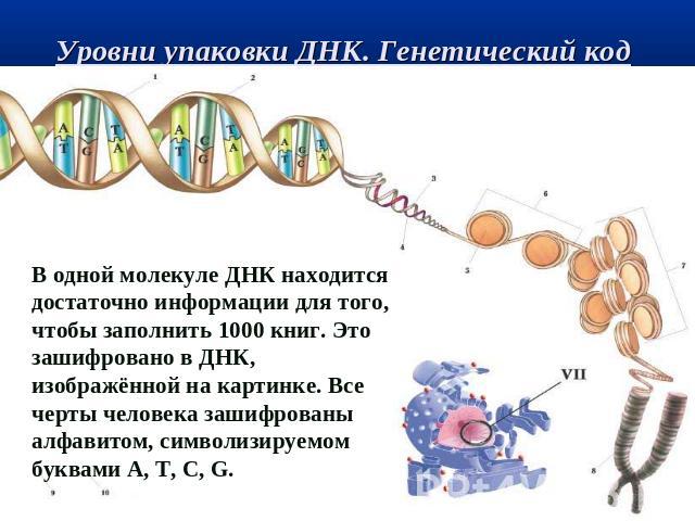 Уровни упаковки ДНК. Генетический код В одной молекуле ДНК находится достаточно информации для того, чтобы заполнить 1000 книг. Это зашифровано в ДНК, изображённой на картинке. Все черты человека зашифрованы алфавитом, символизируемом буквами А, Т, С, G.