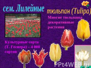 сем. Лилейные тюльпан (Tulipa) Многие тюльпаны декоративные растения Культурные