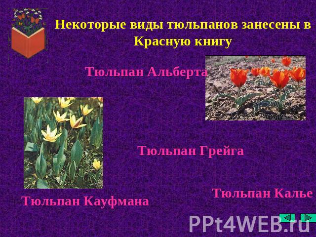 Некоторые виды тюльпанов занесены в Красную книгу