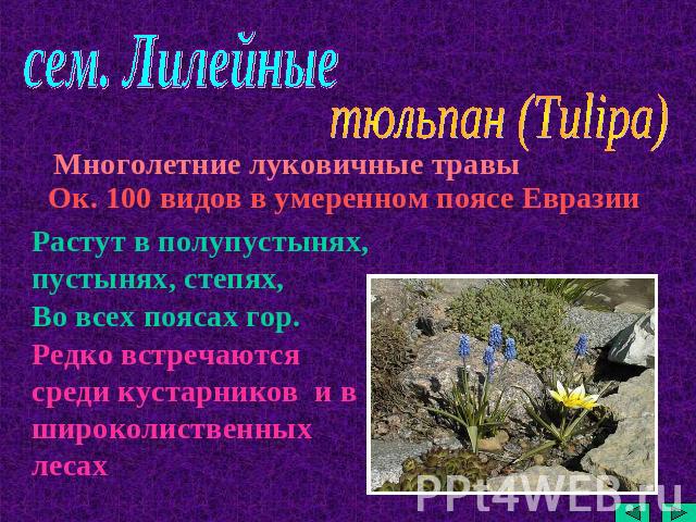 сем. Лилейные тюльпан (Tulipa) Многолетние луковичные травы Ок. 100 видов в умеренном поясе Евразии Растут в полупустынях, пустынях, степях,Во всех поясах гор. Редко встречаются среди кустарников и в широколиственных лесах