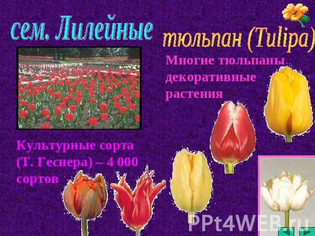сем. Лилейные тюльпан (Tulipa) Многие тюльпаны декоративные растения Культурные сорта (Т. Геснера) – 4 000 сортов