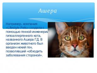 Ашера Например, компания «Lifestyle Pets» создала с помощью генной инженерии гип