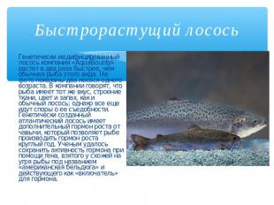 Быстрорастущий лосось Генетически модифицированный лосось компании «AquaBounty»