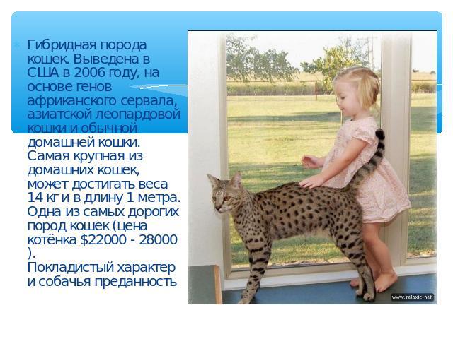 Гибридная порода кошек. Выведена в США в 2006 году, на основе генов африканского сервала, азиатской леопардовой кошки и обычной домашней кошки. Самая крупная из домашних кошек, может достигать веса 14 кг и в длину 1 метра. Одна из самых дорогих поро…