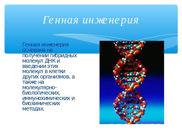 Генная инженерия Генная инженерия основана на получении гибридных молекул ДНК и введении этих молекул в клетки других организмов, а также на молекулярно-биологических, иммунохимических и биохимических методах.