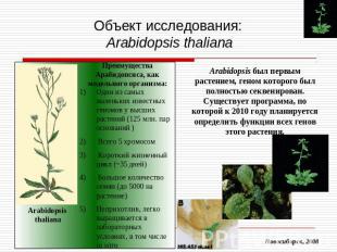 Объект исследования: Arabidopsis thaliana Arabidopsis был первым растением, гено