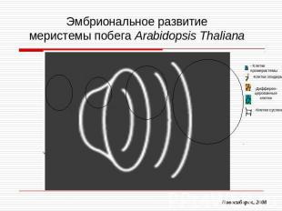 Эмбриональное развитиемеристемы побега Arabidopsis Thaliana