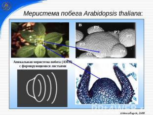 Меристема побега Arabidopsis thaliana: