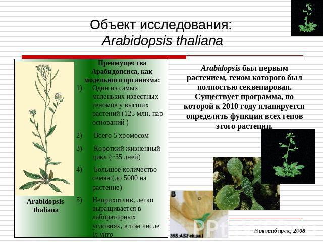 Объект исследования: Arabidopsis thaliana Arabidopsis был первым растением, геном которого был полностью секвенирован. Существует программа, по которой к 2010 году планируется определить функции всех генов этого растения.