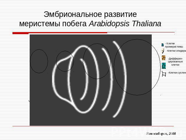 Эмбриональное развитиемеристемы побега Arabidopsis Thaliana
