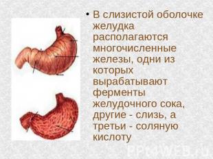 В слизистой оболочке желудка располагаются многочисленные железы, одни из которы