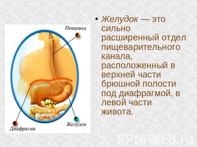 Желудок — это сильно расширенный отдел пищеварительного канала, расположенный в верхней части брюшной полости под диафрагмой, в левой части живота.