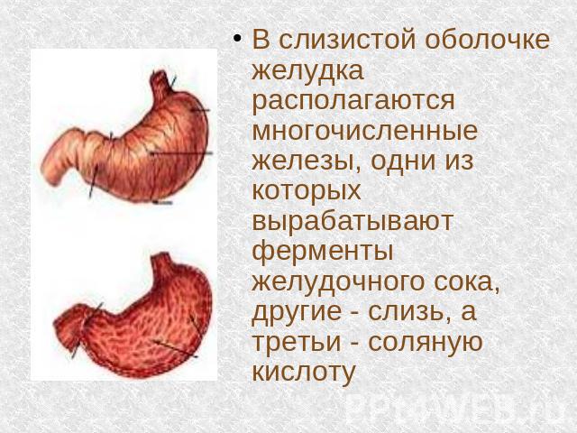В слизистой оболочке желудка располагаются многочисленные железы, одни из которых вырабатывают ферменты желудочного сока, другие - слизь, а третьи - соляную кислоту