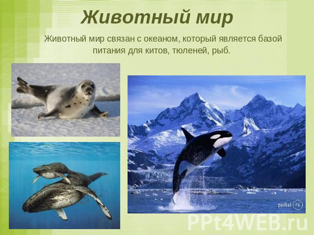 Животный мир Животный мир связан с океаном, который является базой питания для китов, тюленей, рыб.
