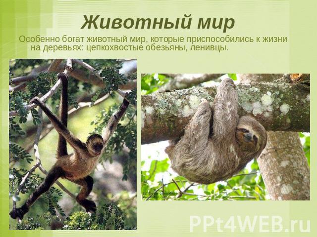 Животный мир Особенно богат животный мир, которые приспособились к жизни на деревьях: цепкохвостые обезьяны, ленивцы.