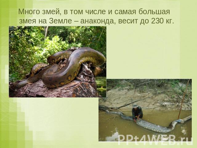 Много змей, в том числе и самая большая змея на Земле – анаконда, весит до 230 кг.