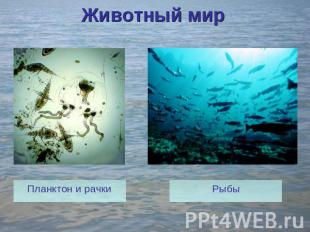 Животный мир Планктон и рачки Рыбы