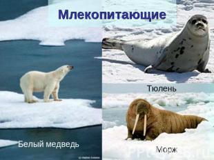 Млекопитающие Белый медведь Тюлень Морж