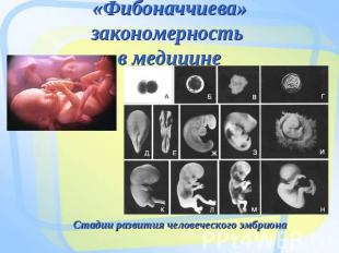 «Фибоначчиева» закономерность в медицине Стадии развития человеческого эмбриона