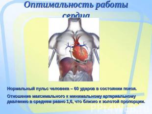 Оптимальность работы сердца Нормальный пульс человека – 60 ударов в состоянии по