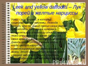 Leek and yellow daffodils – Лук порей и желтые нарциссы Уэльс - это страна, в ко