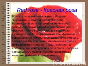 Red rose - Красная роза Роза с красными лепестками и белыми тычинками — традицио