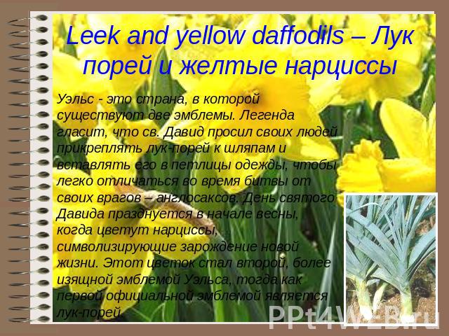 Leek and yellow daffodils – Лук порей и желтые нарциссы Уэльс - это страна, в которой существуют две эмблемы. Легенда гласит, что св. Давид просил своих людей прикреплять лук-порей к шляпам и вставлять его в петлицы одежды, чтобы легко отличаться во…