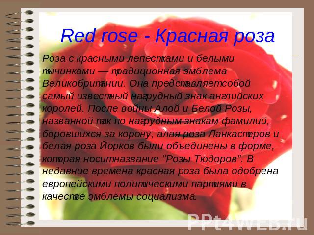 Red rose - Красная роза Роза с красными лепестками и белыми тычинками — традиционная эмблема Великобритании. Она представляет собой самый известный нагрудный знак английских королей. После войны Алой и Белой Розы, названной так по нагрудным знакам ф…