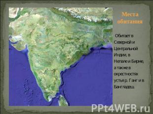 Места обитания Обитает в Северной и Центральной Индии, в Непале и Бирме, а также