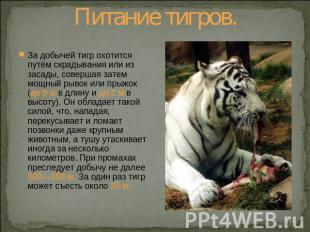 Питание тигров. За добычей тигр охотится путём скрадывания или из засады, соверш
