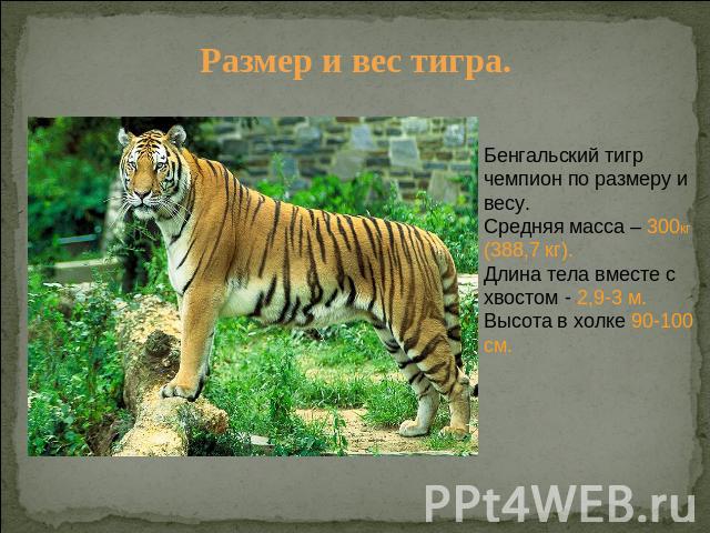 Размер и вес тигра. Бенгальский тигр чемпион по размеру и весу. Средняя масса – 300кг (388,7 кг). Длина тела вместе с хвостом - 2,9-3 м. Высота в холке 90-100 см.