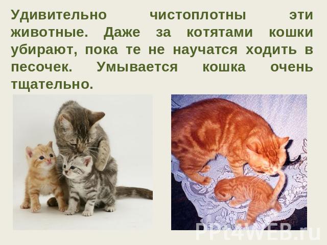 Удивительно чистоплотны эти животные. Даже за котятами кошки убирают, пока те не научатся ходить в песочек. Умывается кошка очень тщательно.