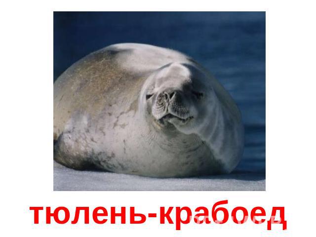 тюлень-крабоед