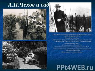 А.П.Чехов и сад Сад создавался в течение всего периода жизни Чехова в Ялте с вес