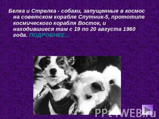 Белка и Стрелка - собаки, запущенные в космос на советском корабле Спутник-5, пр