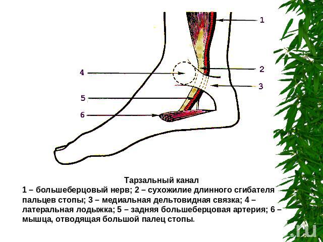 Тарзальный канал1 – большеберцовый нерв; 2 – сухожилие длинного сгибателя пальцев стопы; 3 – медиальная дельтовидная связка; 4 – латеральная лодыжка; 5 – задняя большеберцовая артерия; 6 – мышца, отводящая большой палец стопы.