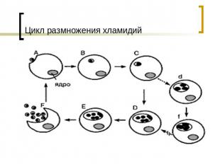 Цикл размножения хламидий