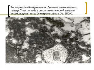 Респираторный отдел легких. Деление элементарного тельца С.trachomatis в цитопла