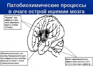Патобиохимические процессы в очаге острой ишемии мозга