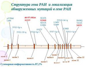 Структура гена PAH и локализация обнаруженных мутаций в гене PAH