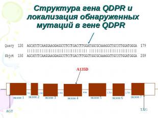 Структура гена QDPR и локализация обнаруженных мутаций в гене QDPR