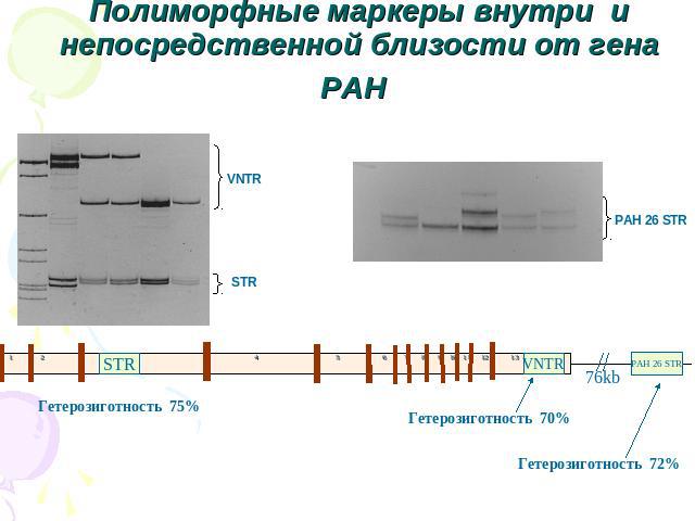 Полиморфные маркеры внутри и непосредственной близости от гена PAH