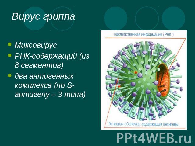 Вирус гриппа МиксовирусРНК-содержащий (из 8 сегментов)два антигенных комплекса (по S-антигену – 3 типа)